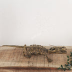 Brass Handcrafted Crocodile Skeletal Décor Accent