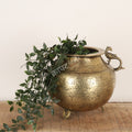 Decorative brass pot with plant on a wooden surface